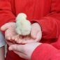 Nursery's Visit to Cockfield's Farm 2023