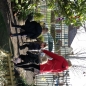Red Nose Hunt