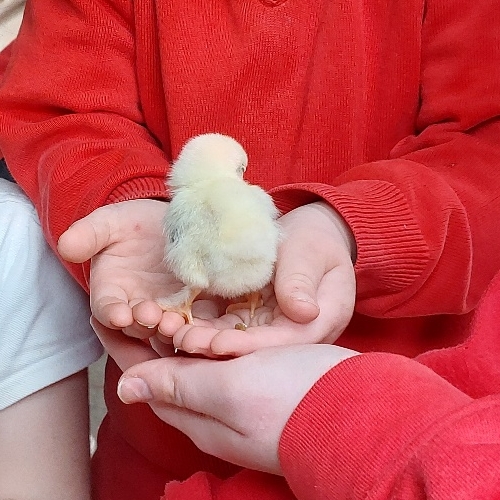 Our Nursery visit to Cockfield’s Farm 2023